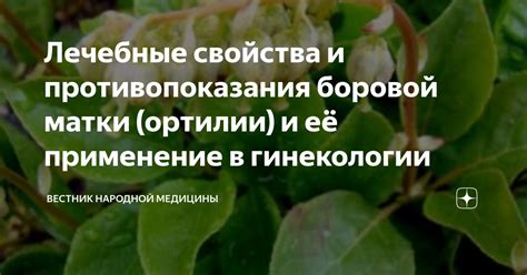 Оптимальный способ принятия боровой матки
