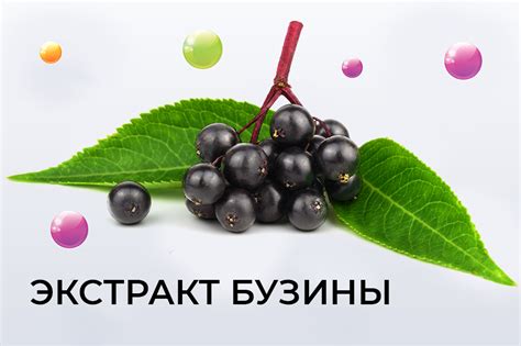 Оптимальный способ хранения собранной бузины черной