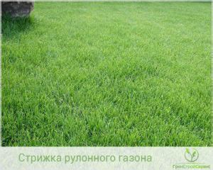 Оптимальный срок для первой стрижки рулонного газона