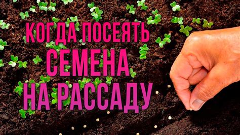 Оптимальный срок для посева