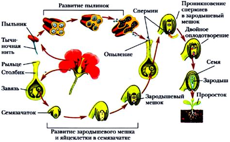 Опыление и оплодотворение березы