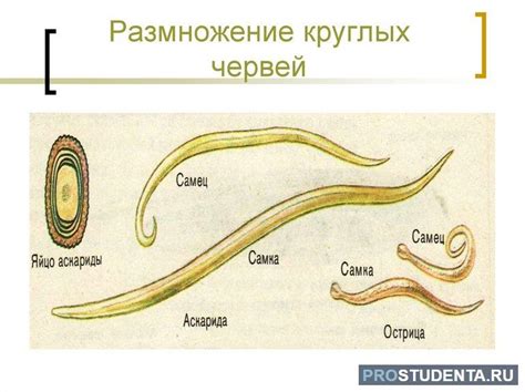 Органы и системы органов круглых червей