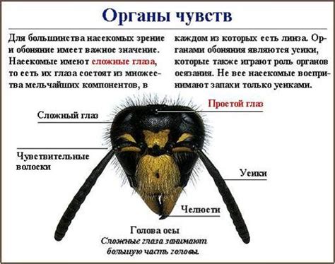 Органы чувств на рогах насекомых