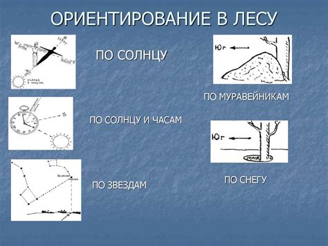 Ориентирование на деревья