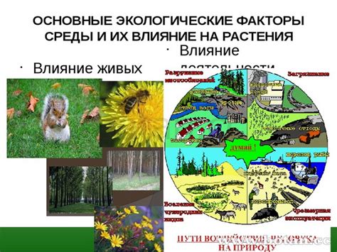 Освещение и его влияние на растения и животных