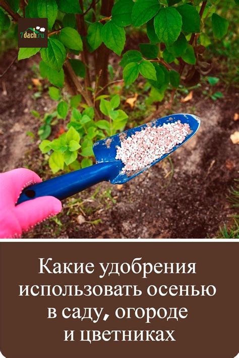 Осеннее внесение удобрений способствует активному корневому росту растений