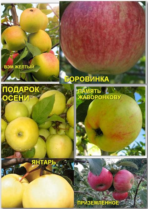 Осенние сорта
