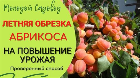 Осенняя обрезка абрикоса на Урале