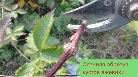 Осенняя обрезка ежевики