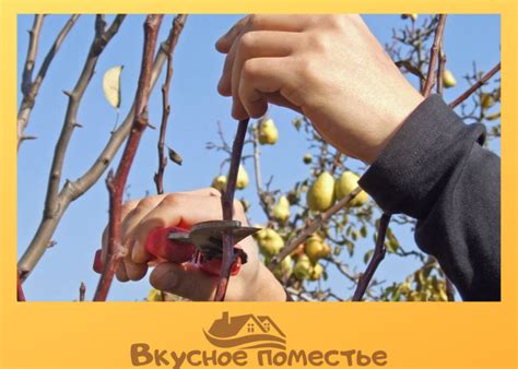 Осенняя обрезка яблони и груши: какие ошибки можно избежать