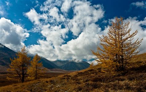 Осень: второй лучший сезон для посадки