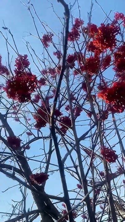 Осень: закрепление плюща перед зимой