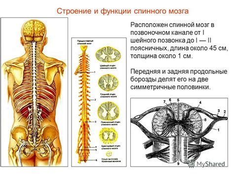 Основание отдела нейропсихиатрии