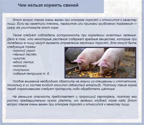 Основные аспекты поведения и ухода за поросятами