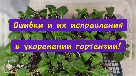 Основные ошибки при укоренении и их предотвращение