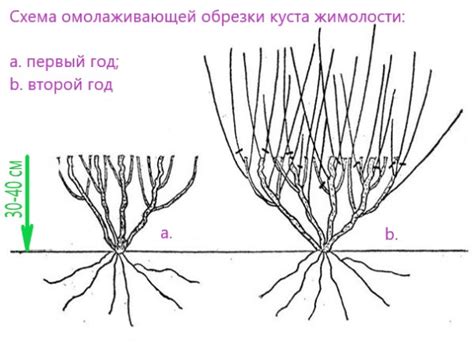 Основные правила обрезки куста жимолости