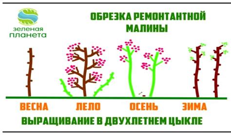 Основные правила обрезки ремонтантной земляники