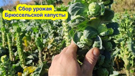 Основные правила сбора брюссельской капусты