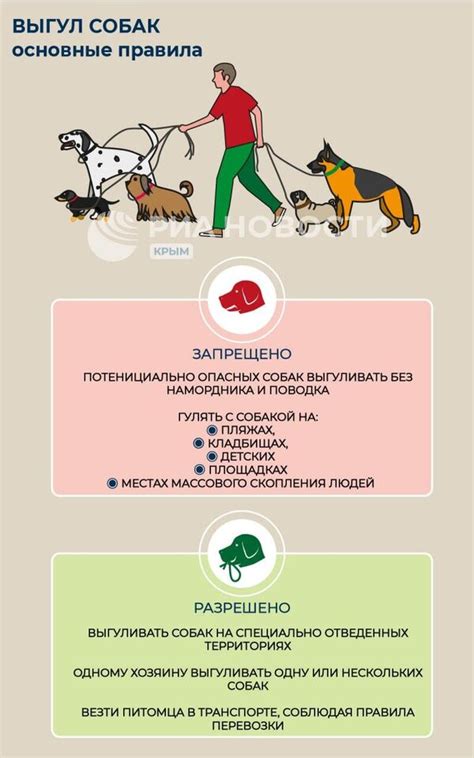 Основные принципы выгула