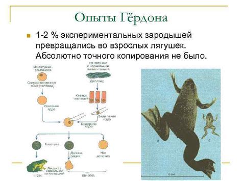 Основные принципы наследования долгов