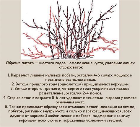 Основные принципы обрезки смородины в осенний период