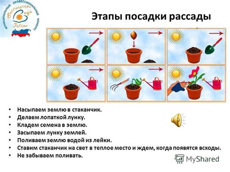 Основные принципы посадки и ухода за черенками