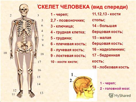 Основные принципы формирования скелета