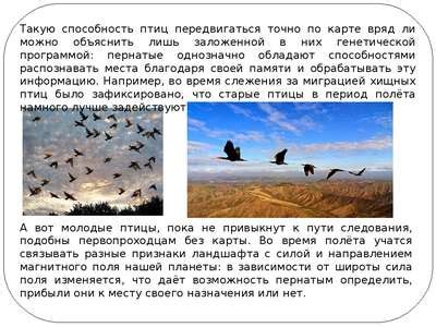 Основные причины миграции птиц