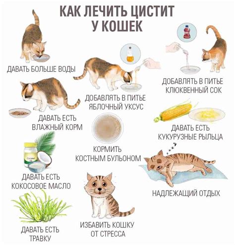 Основные причины мочекаменной болезни у кошек
