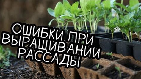 Основные проблемы при выращивании смородника