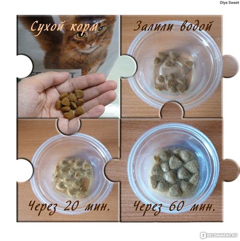 Основные продукты для кормления котенка