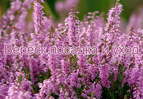Основные советы по уходу за вереском в квартире