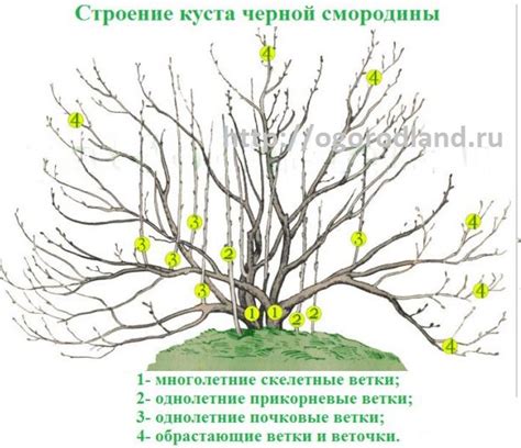 Основные шаги при разделении куста смородины