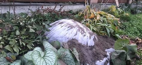 Основные этапы процесса укрытия гортензий