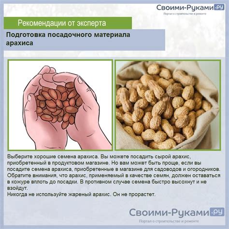 Основы о процессе сбора урожая арахиса в России