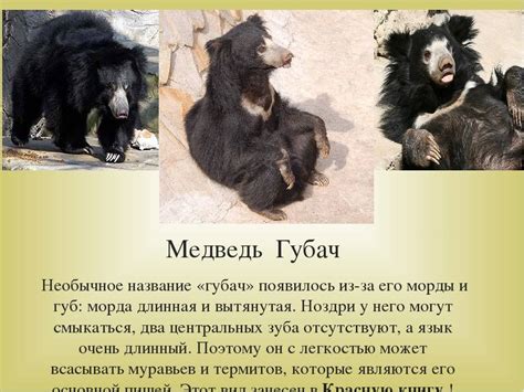 Особенности бурых медведей