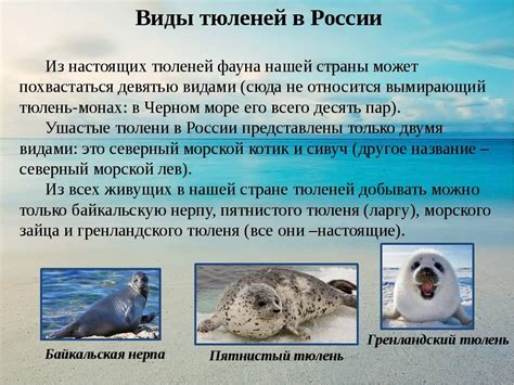 Особенности внешнего вида и поведения