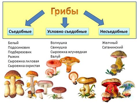 Особенности выбора и подготовки грибов перед запеканием
