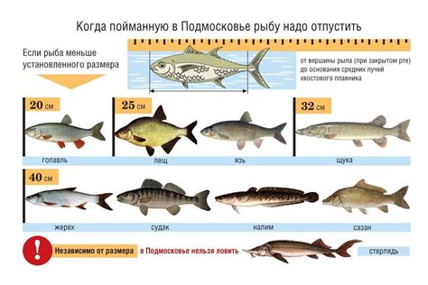 Особенности года рыбы