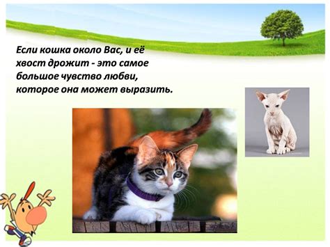 Особенности заботы о кошке с родинкой