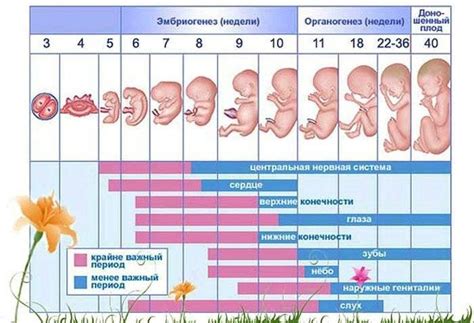 Особенности зачатия после менструации