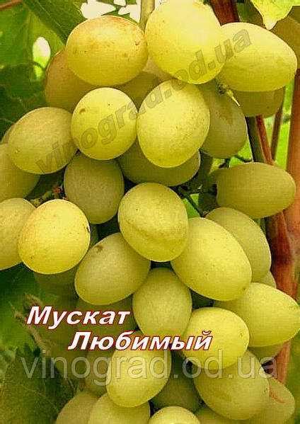 Особенности использования заплесневелого винограда: