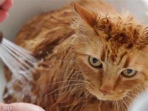 Особенности купания кота с лишаем