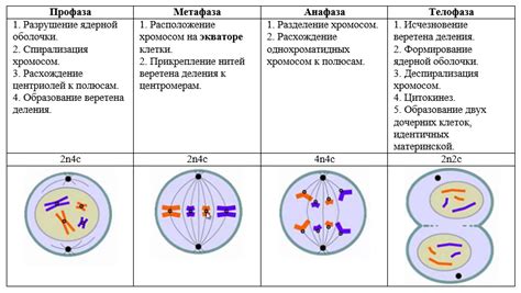 Особенности митоза
