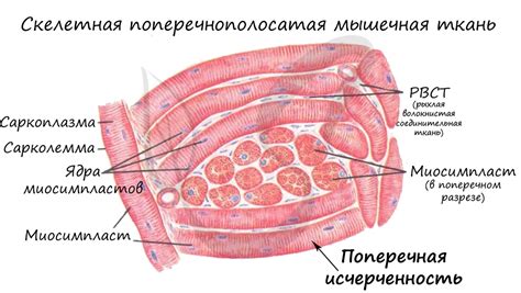 Особенности нестерового сокращения мышц