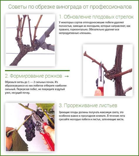 Особенности обрезки винограда в осень