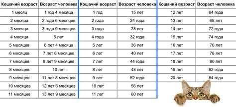 Особенности определения возраста у бродячих котов