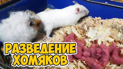 Особенности питания беременных и кормящих сирийских хомяков