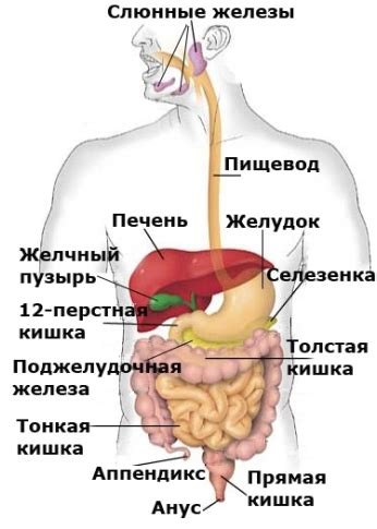 Особенности пищеварительной системы белок