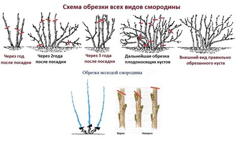 Особенности подкормки смородины в зависимости от ее возраста